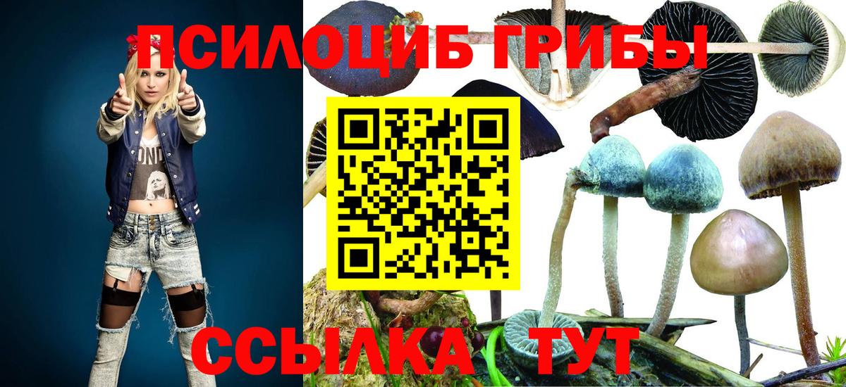 Галлюциногенные грибы Psilocybe Лабытнанги